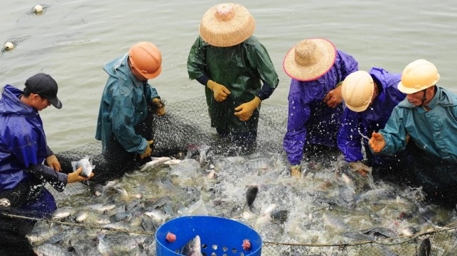 Nhu cầu tiêu thụ cá rô phi của Mỹ phục hồi sau khi được miễn thuế