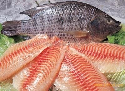 Giá cá tra tăng khiến cá rô phi hấp dẫn hơn