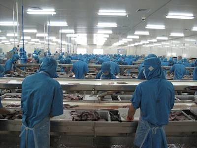 Trung Quốc Nhà máy chế biến cá rô phi thiếu nguyên liệu, giá tăng, xuất khẩu giảm