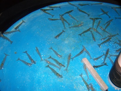 Chọn tạo thành công tôm thẻ chân trắng bố mẹ