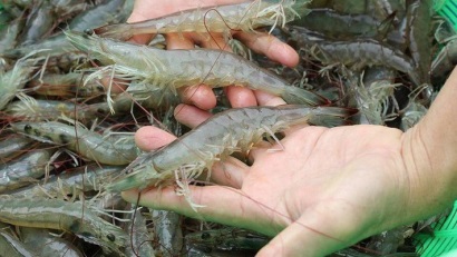 Cô-ét tạm ngừng thông quan một số sản phẩm tôm có xuất xứ từ Việt Nam 