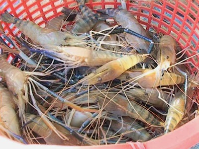 Hồng Dân (Bạc Liêu) Hơn 2.000ha chuyển đổi nuôi tôm càng xanh