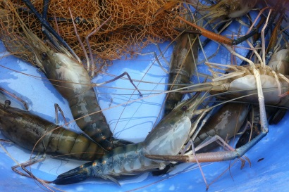 TP.HCM Mô hình nuôi tôm càng xanh toàn đực bằng con giống nhân tạo tại huyện Cần Giờ