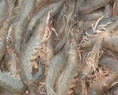 Bình Định Giá tôm thẻ chân trắng tăng