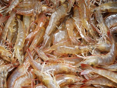 Cholimex nuôi tôm chân trắng công nghệ cao ở Cần Giờ 