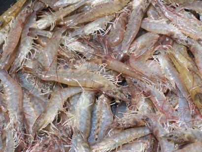 Bổ sung sâm, càphê, tôm nước lợ vào Danh mục sản phẩm quốc gia