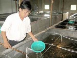Bình Thuận Sản xuất trên 17,7 tỷ con tôm giống