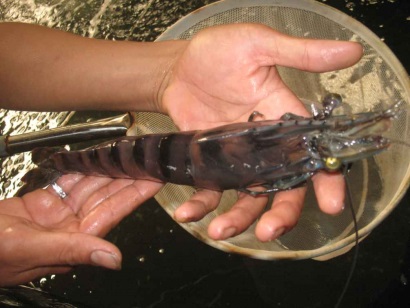 Huyện Ngọc Hiển (Cà Mau) Thị trường tôm bố mẹ sôi động