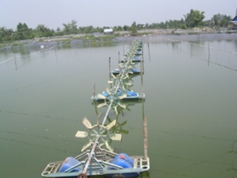 Cà Mau Huyện Ngọc Hiển phấn đấu sản xuất đạt 6,5 tỉ con tôm giống