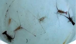 Bình Định Cát Khánh được mùa tôm hùm giống