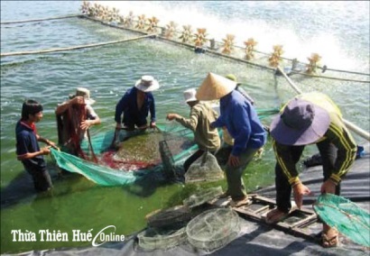 Bạc Liêu Thả nuôi tôm gần 86.000ha