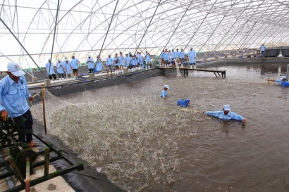 Loại bỏ kháng sinh trong thủy sản