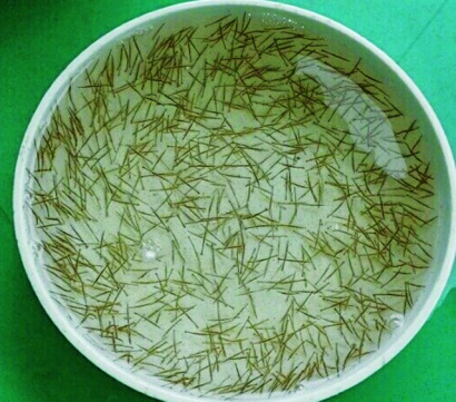 Xuất hiện nhiều doanh nghiệp ma kinh doanh tôm giống