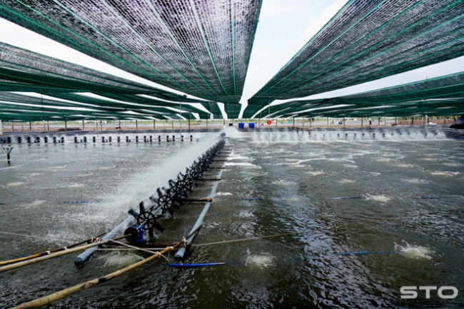 Thủy sản Xốc lại thực lực và mạnh mẽ tiến lên!