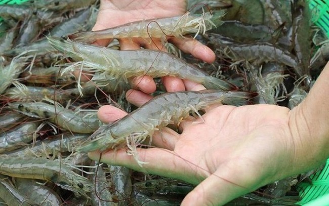 Trung Quốc cấm tôm Ecuador Cơ hội hay thách thức cho tôm Việt Nam