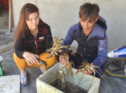 Phú Yên Người nuôi tôm hùm ở Sông Cầu gặp khó