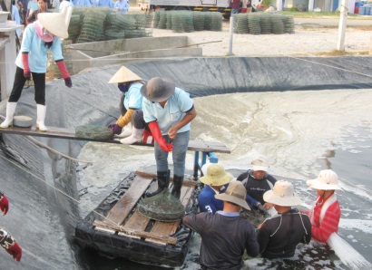 Phú Yên Bàn giải pháp phát triển nghề nuôi tôm theo hướng bền vững