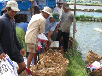 Nuôi tôm nước lợ ở Phú Yên Cần nhân rộng những mô hình thân thiện với môi trường