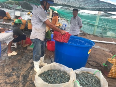 Trúng lớn, dân miền Tây chộn rộn thu hoạch tôm