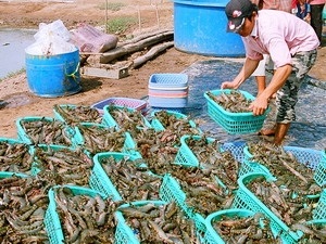 Bạc Liêu Giá tôm nguyên liệu tăng mạnh