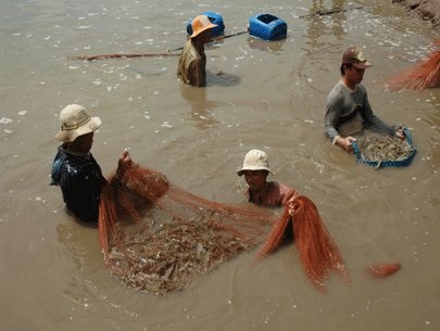 Bạc Liêu Nhiều mô hình nuôi tôm hiệu quả