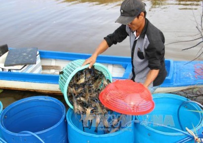 Thới Bình (Cà Mau) Hiệu quả bước đầu mô hình xen canh lúa - tôm càng xanh toàn đực