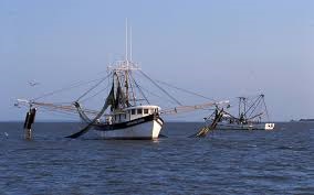 Mỹ Sản lượng tôm Vịnh Mexico tăng trong tháng 72017 