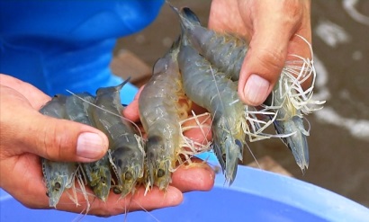 Xây dựng thương hiệu tôm Việt