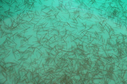 Quỳnh Lưu Chuẩn bị nguồn cung tôm giống phục vụ sản xuất