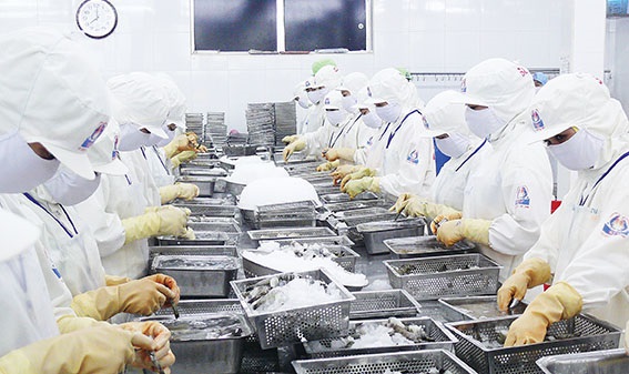 Nhu cầu nhập khẩu tôm giảm do Covid-19