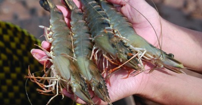 Đoàn công tác của Úc sang Việt Nam tìm hiểu về chuỗi sản xuất tôm XK sang Úc