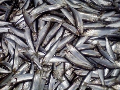 Na Uy Doanh thu cá nổi năm 2016 tăng 