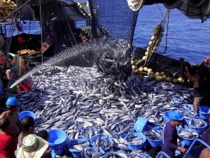 New Zealand dự kiến đầu tư 9 triệu USD cho ngành thủy sản 