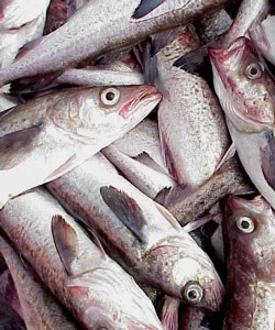 Nga TAC cá minh thái năm 2017 tăng