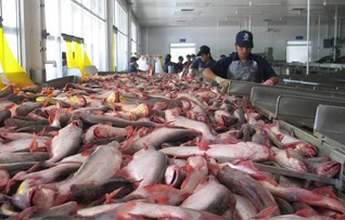 Mỹ Nhập khẩu cá tra tăng
