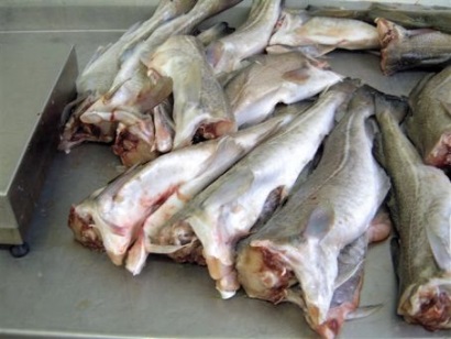 Thách thức cho các nhà chế biến với cá tuyết cod cỡ lớn 