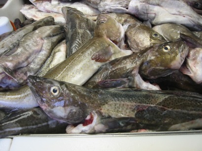 Brexit ảnh hưởng đến doanh thu cá tuyết của Anh