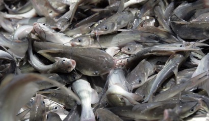 High Liner không ủng hộ chương trình thanh tra cá da trơn của USDA