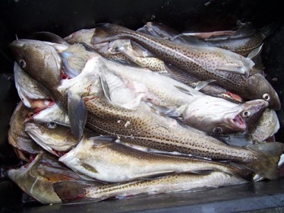 Giá cá tuyết cod Thái Bình Dương tiếp tục tăng