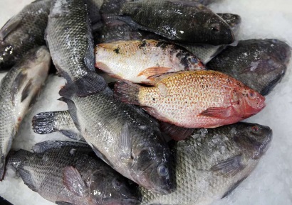 Trung Quốc Phát triển ngành cá rô phi bắt đầu chậm lại