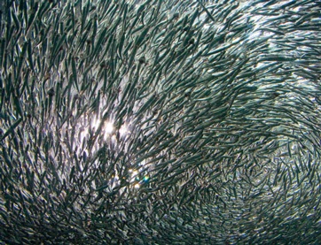 Trữ lượng cá toàn cầu bị ảnh hưởng do tính axit của đại dương tăng