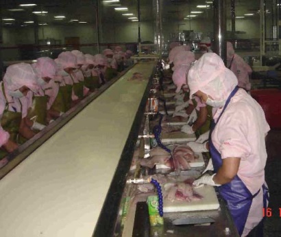 Trung Quốc Nhiều nhà máy chế biến cá rô phi đóng cửa