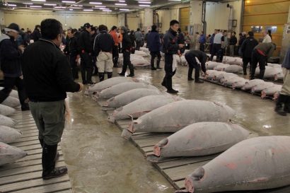 Nhật Bản tăng nhập khẩu cá ngừ trong tháng 2