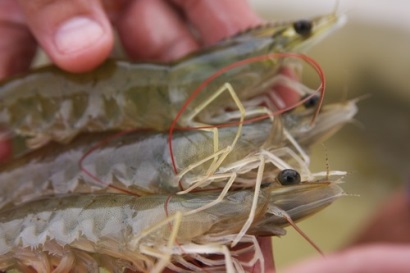 Tôm Việt Nam nhập vào Mỹ bị áp thuế CBPG thêm 5 năm nữa