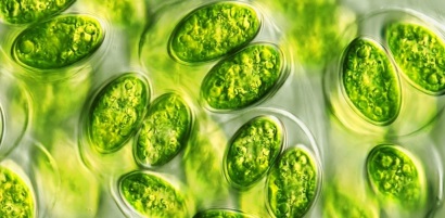 Tảo xanh Platymonas helgolandica làm tăng khả năng tăng trưởng và sức đề kháng của tôm chân trắng, chống lại vi khuẩn Vibrio