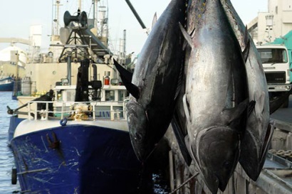 Lượng cá ngừ cập cảng EU tăng đẩy giá cá ngừ Manta xuống