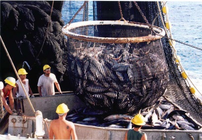 Seychelles ủng hộ giảm 20% sản lượng cá ngừ Ấn Độ Dương