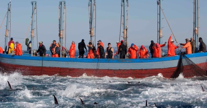 Giá cá ngừ thấp, chi phí tăng ảnh hưởng tới các nhà khai thác Tây Ban Nha