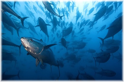 Sản lượng cá ngừ bền vững sẽ tăng gấp đôi