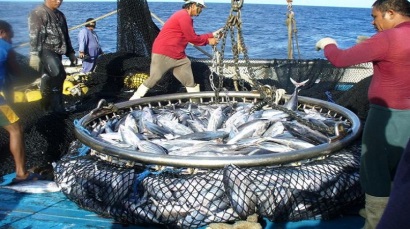 Ngành cá ngừ Fiji trị giá 73 triệu USD